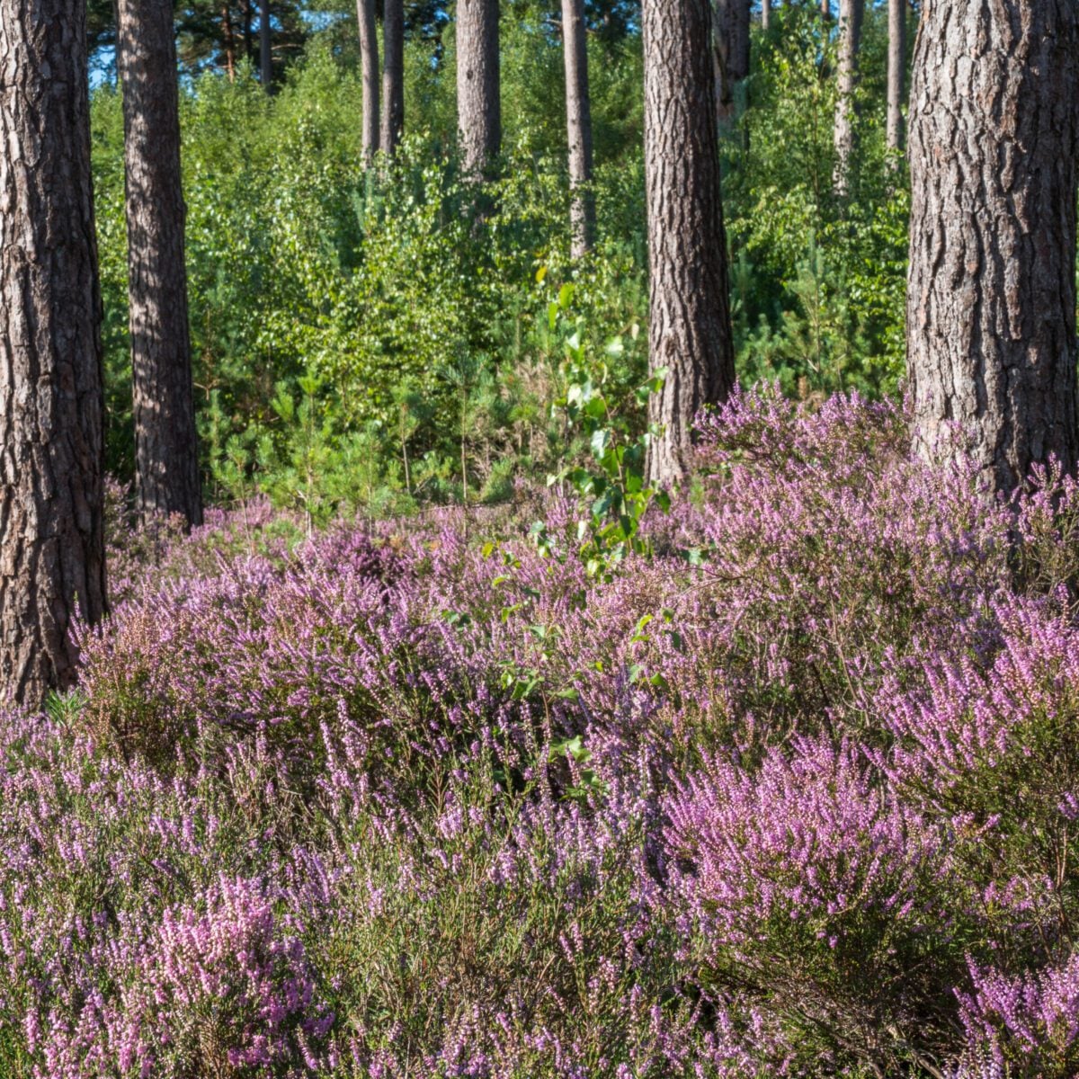 Graffham Common Nigel Symington