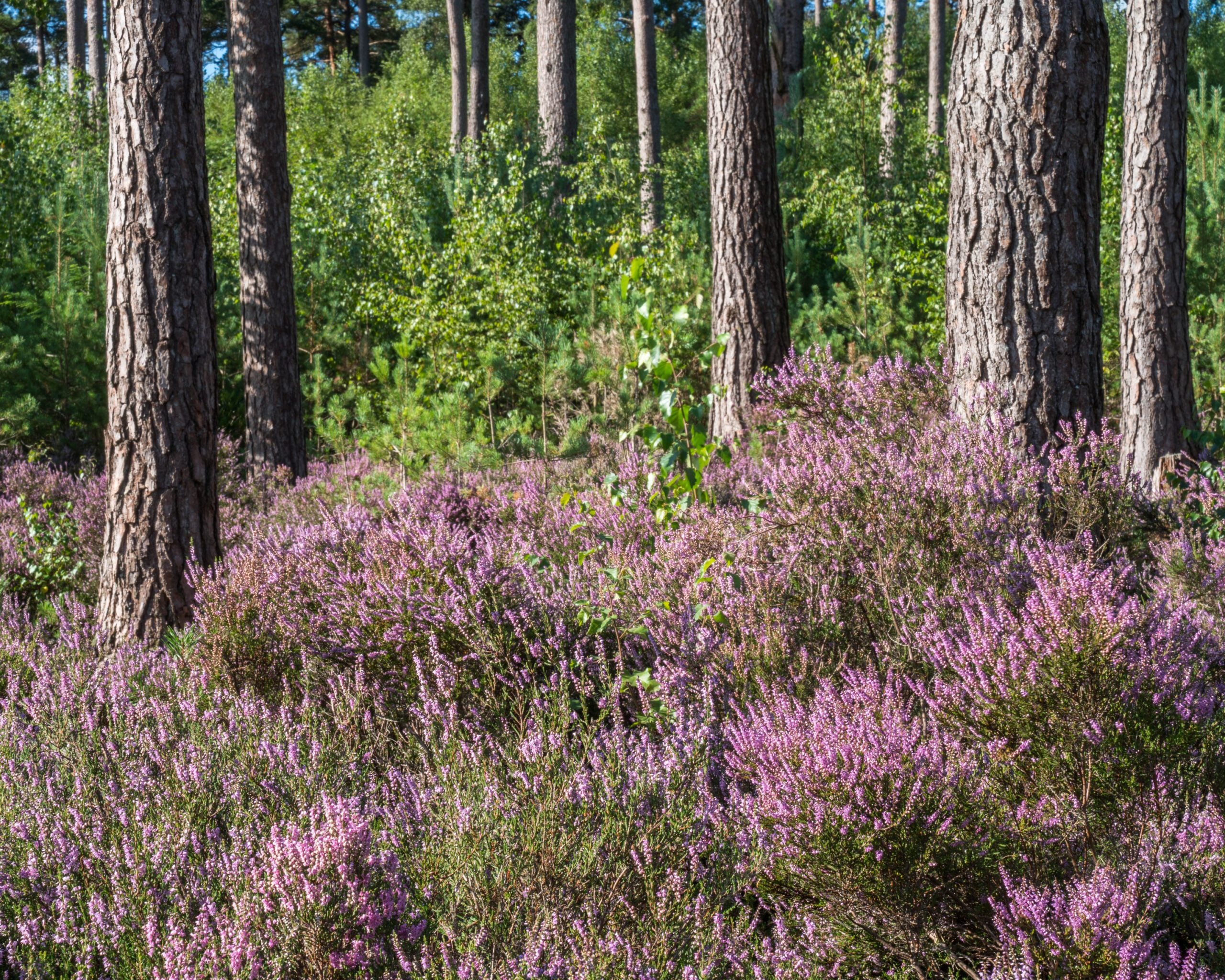 Purple Heather amongst pine trees