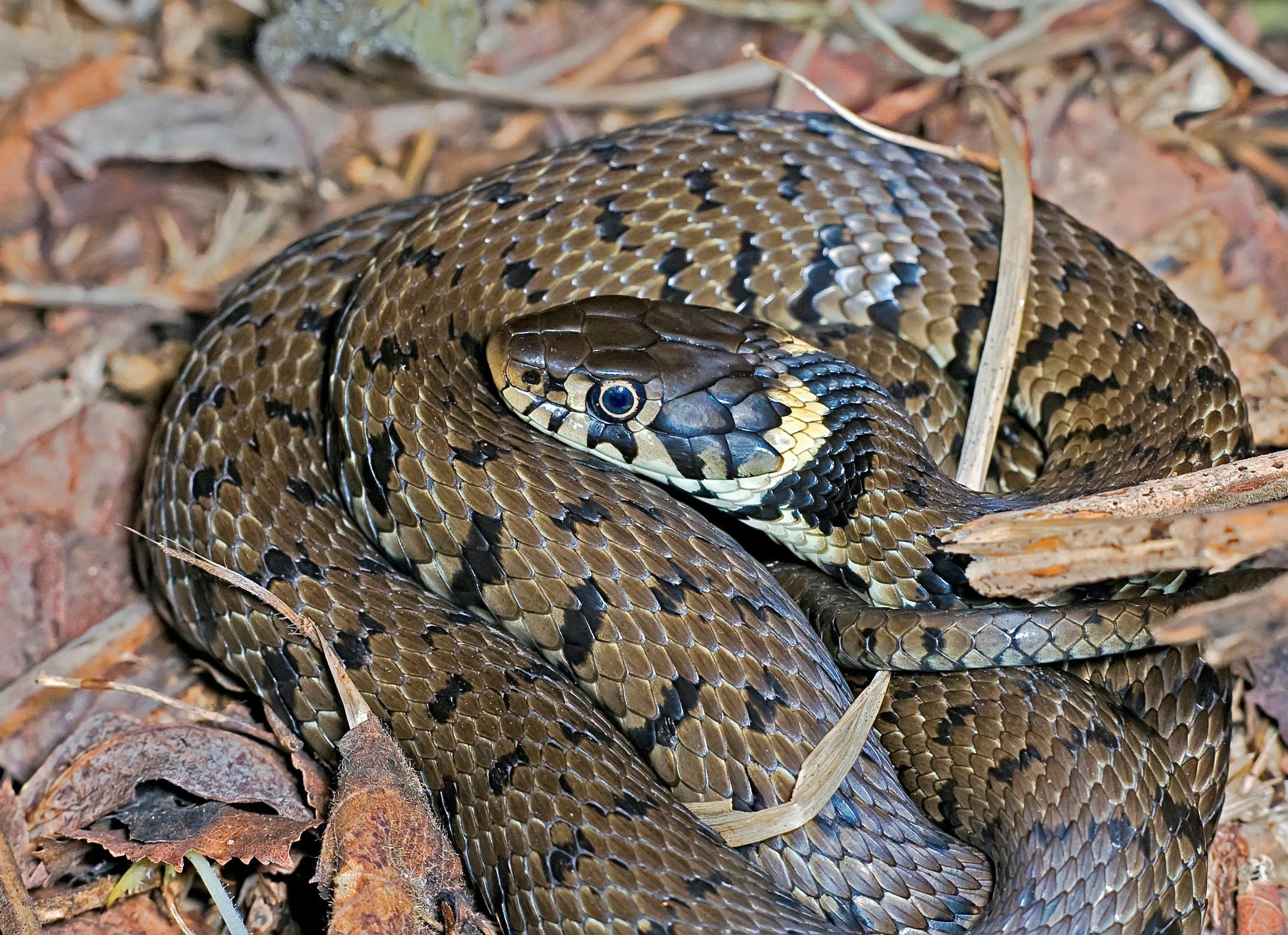 Grass snake ctpt David Chamberlain