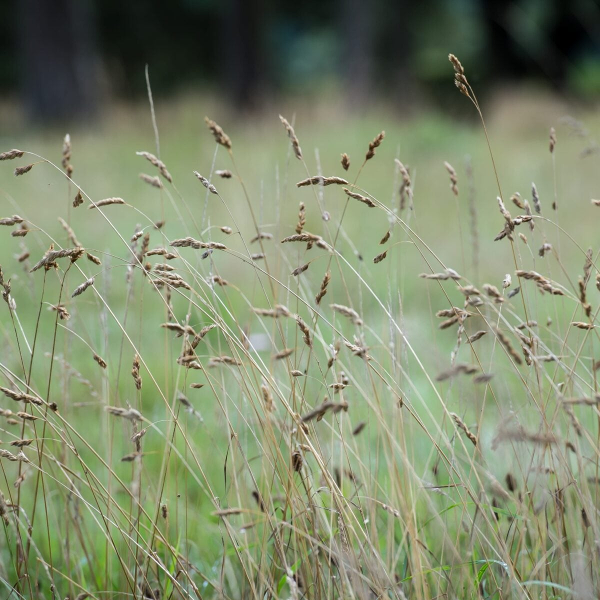 Grassland c Matthew Roberts