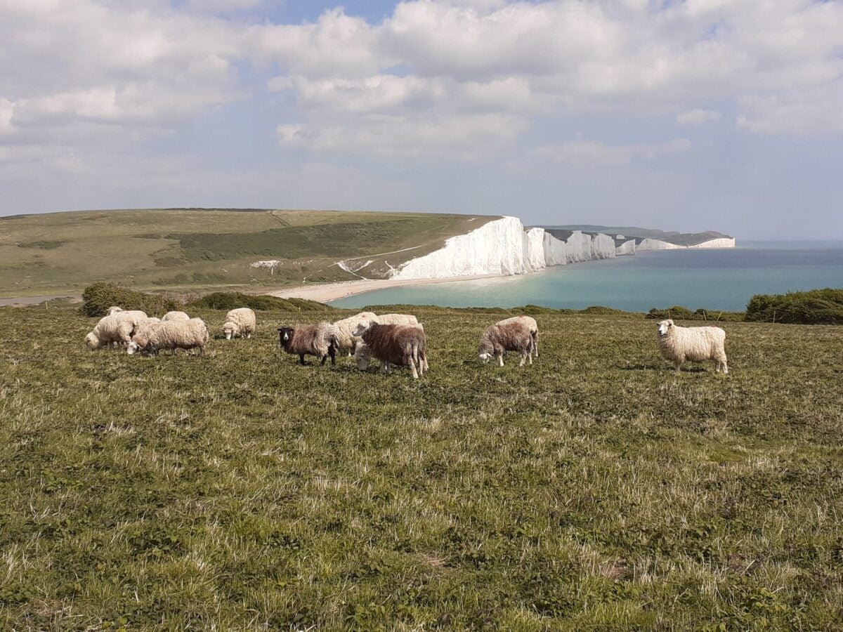Grazing at Seaford Head Sarah Quantrill