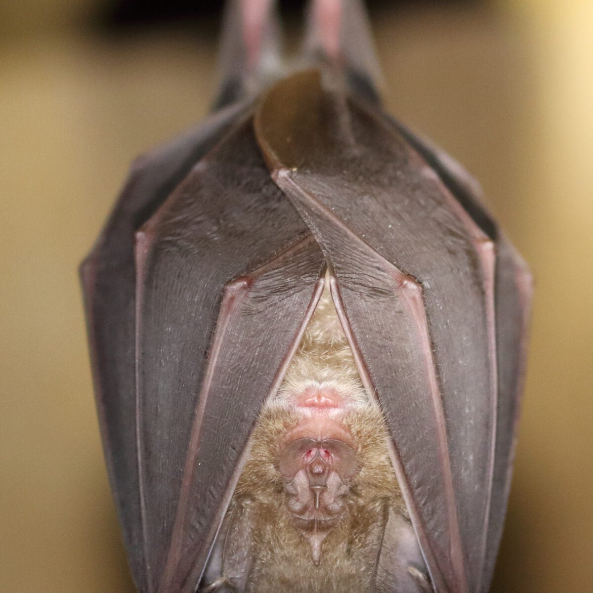 Greater Horseshoe Bat 1 credit Mike Symes 1