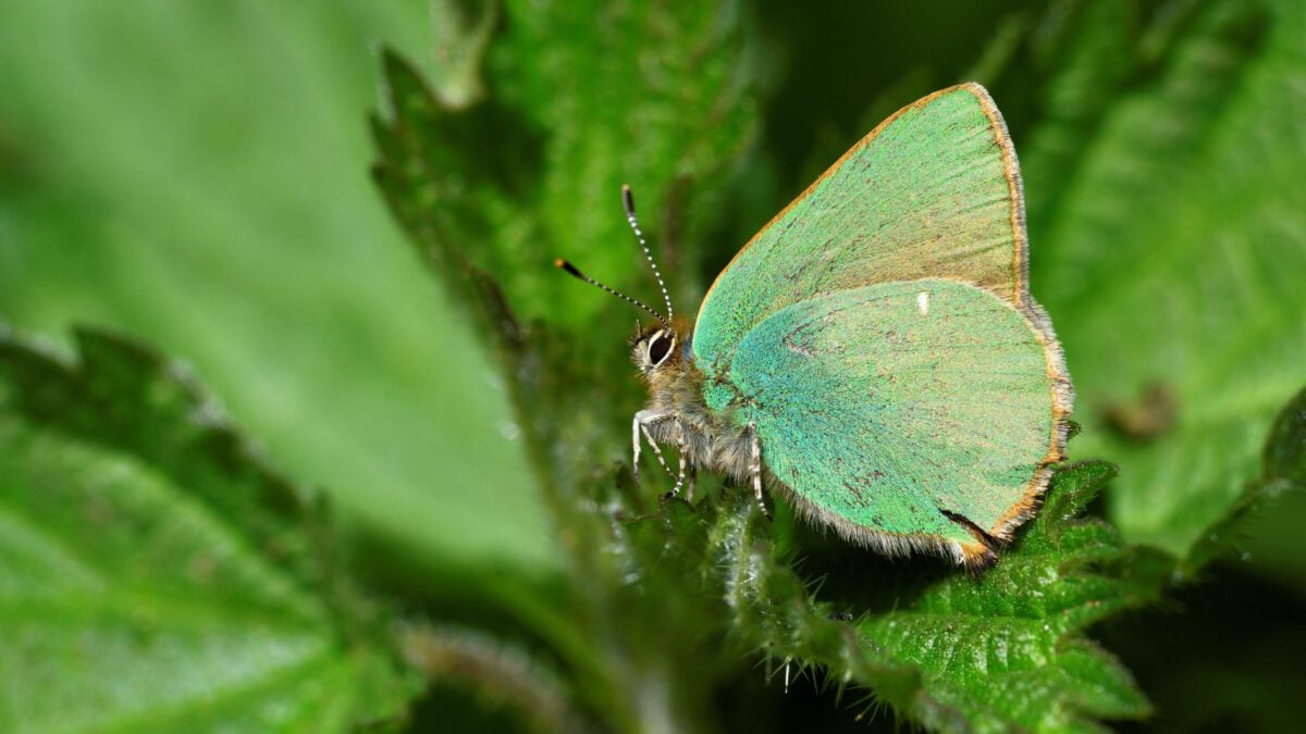 Green Hairstreak butterfly