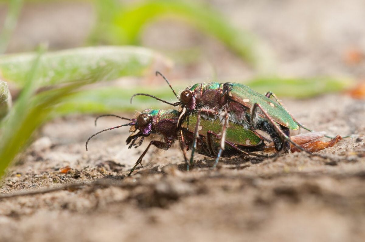 Green Tiger beetles Toby Houlton