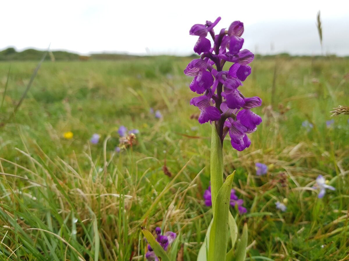 Green winged Orchid c Glenn Norris