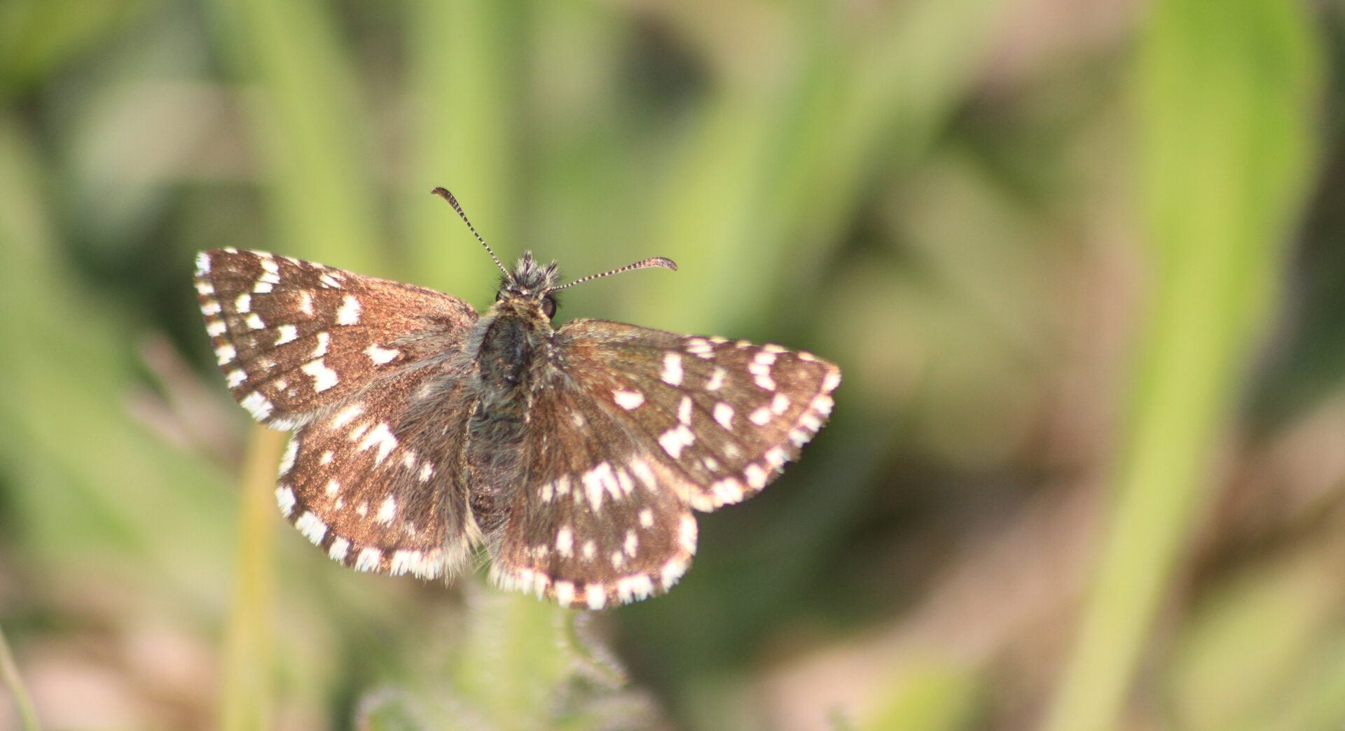 Grizzled20skipper2028c2920Tom20Hibbert2028229
