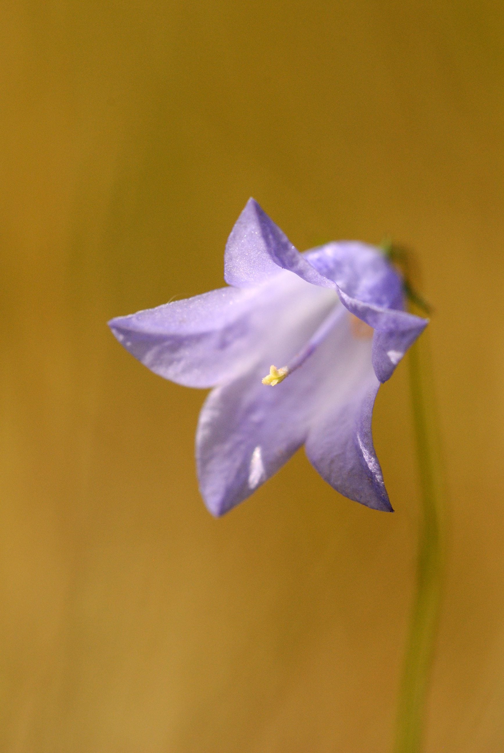 Harebell cpt Amy Lewis