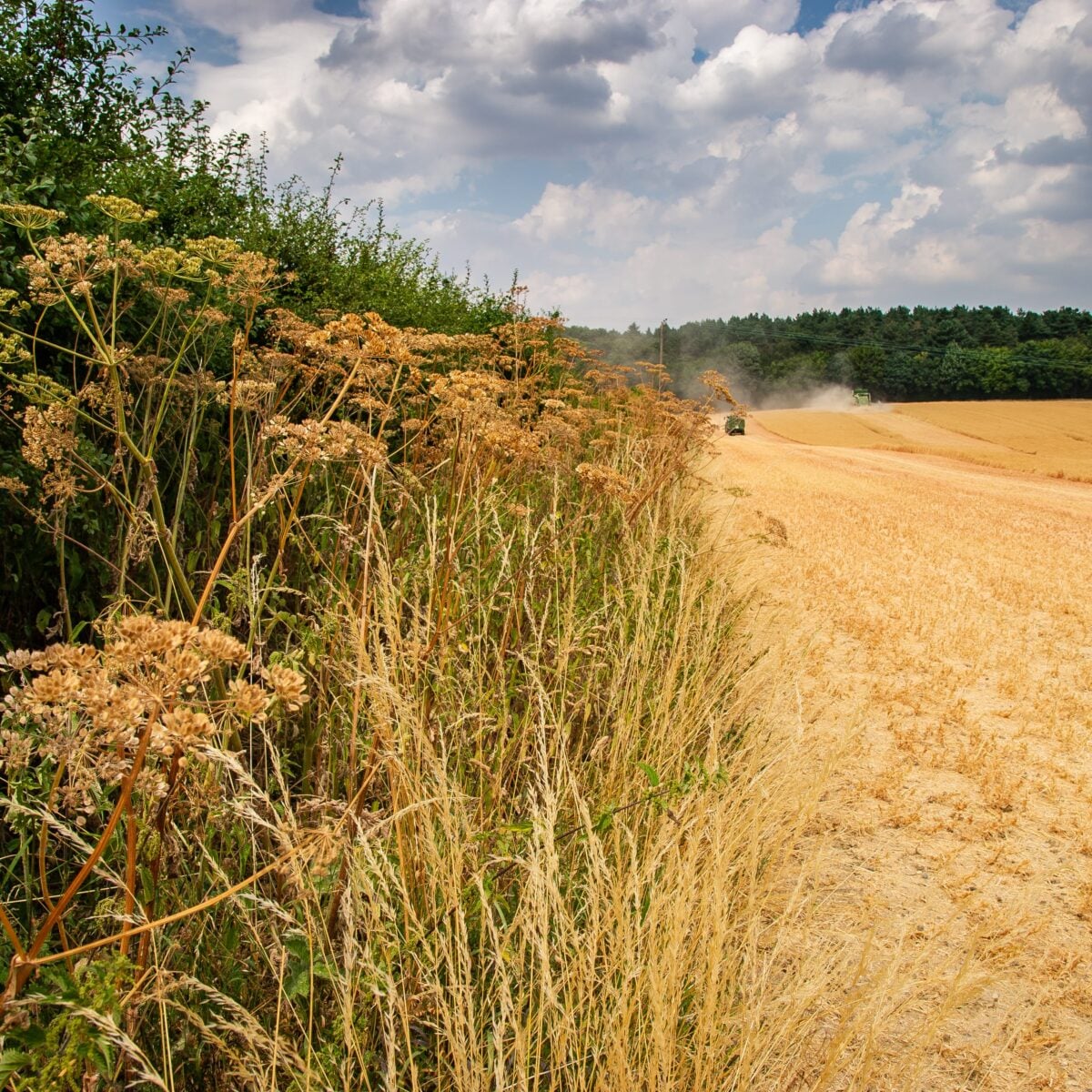 Harvest c Matthew Roberts