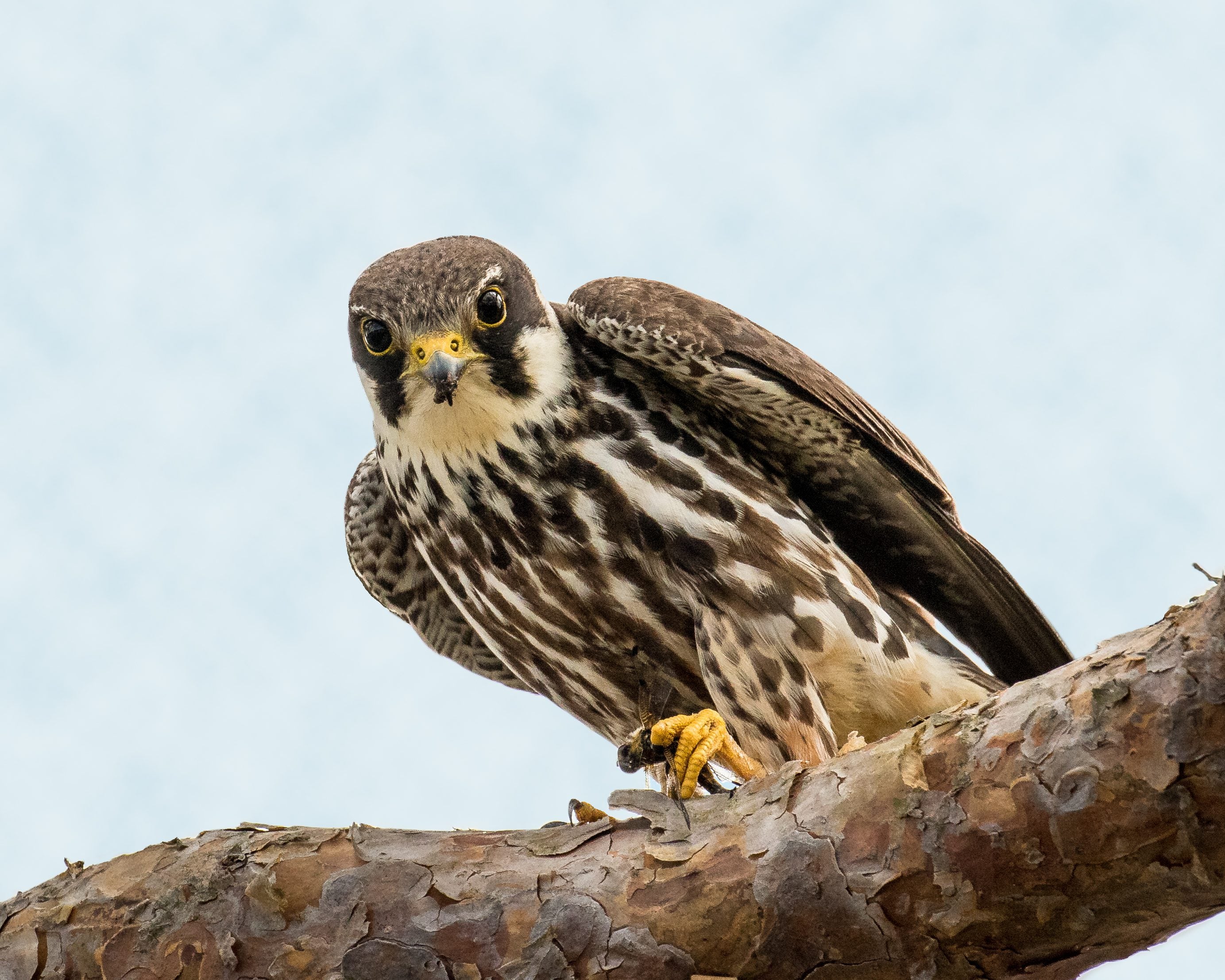 Hobby c Andy Morffew