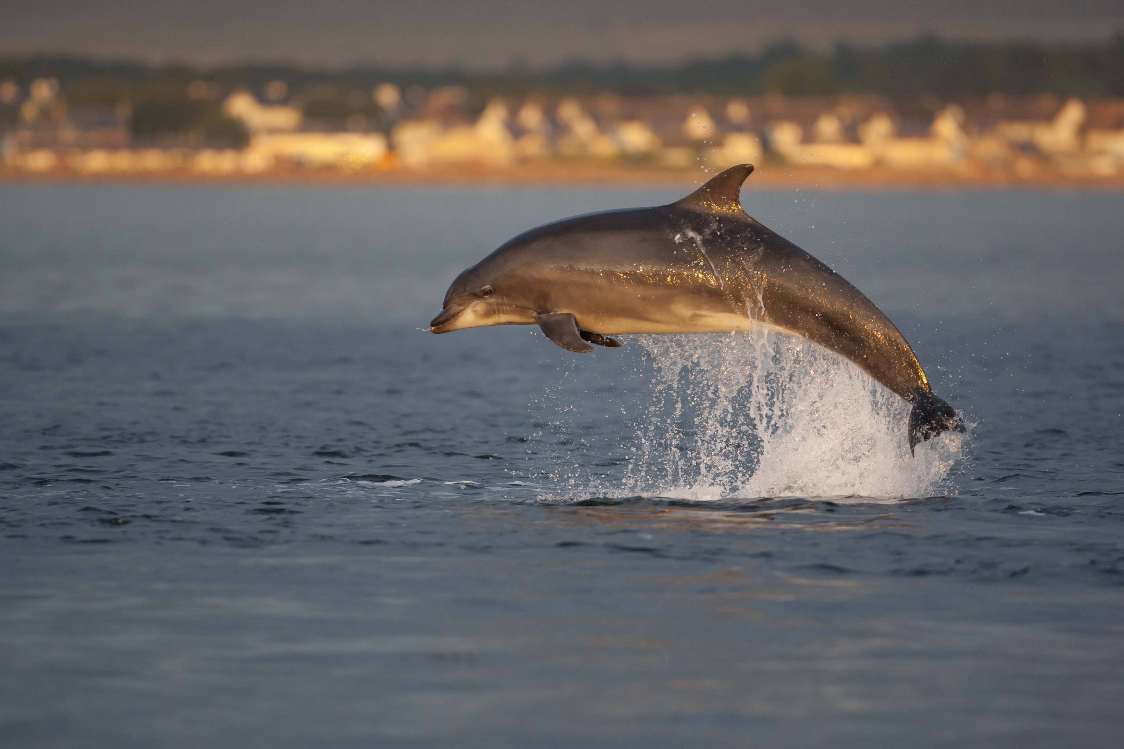JMACP 2020 Dolphins 60