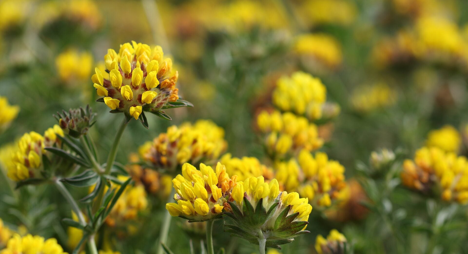 Kidney20Vetch2028Anthyllis20vulneraria292028229