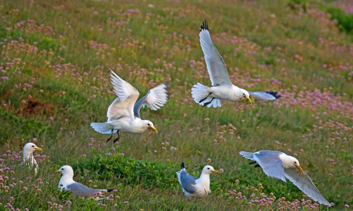 Kittiwakes with nesting materials simon watkins
