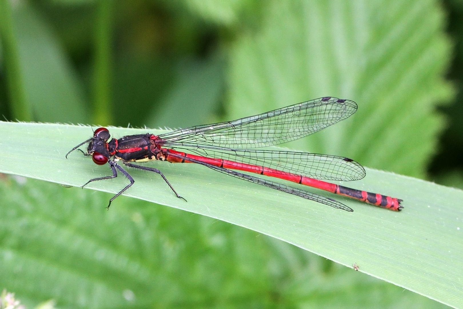 Large red damselfly 2 c Margaret Holland