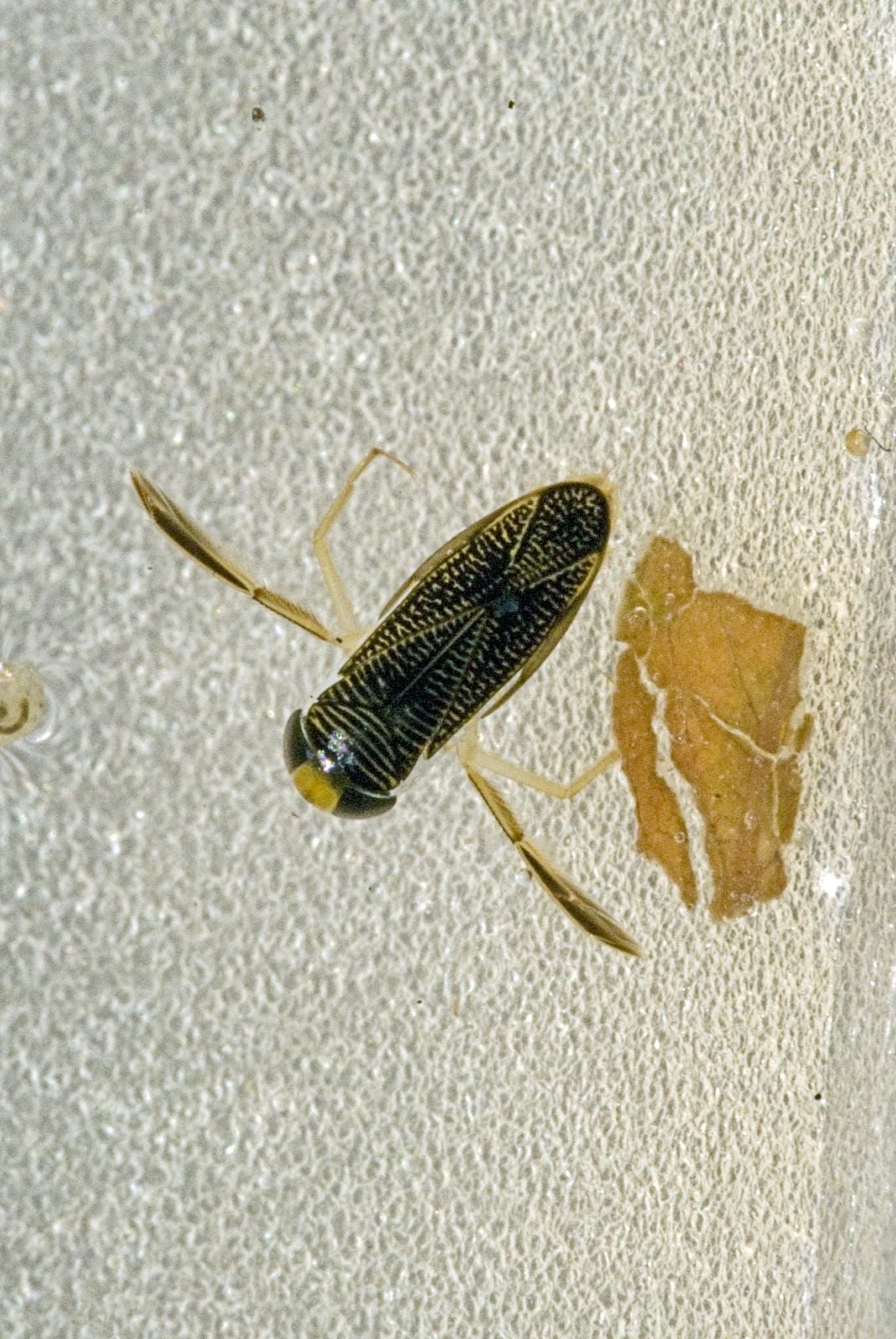 Lesser water boatman cpt Les Binns