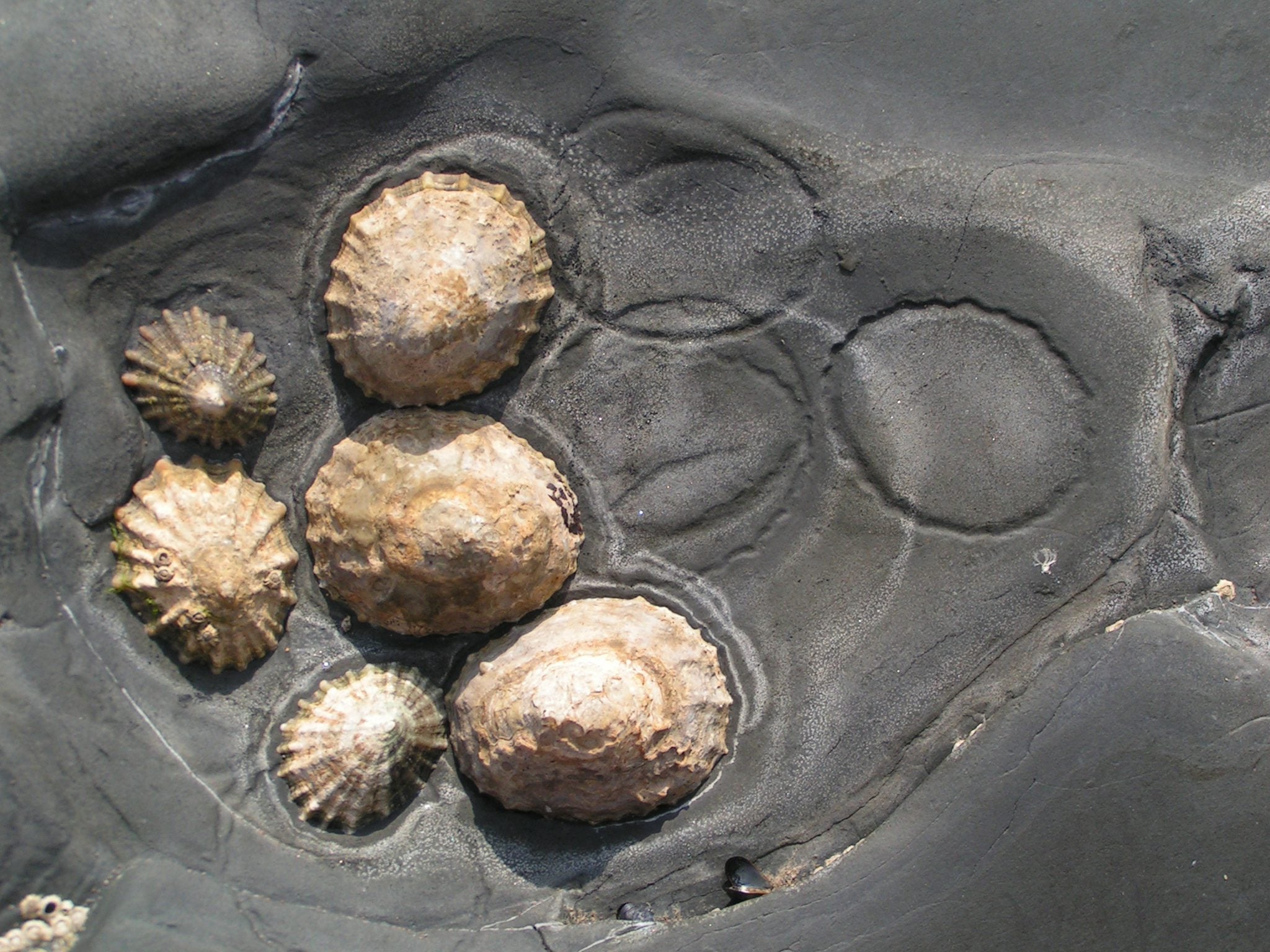 Limpets cpt Richard Burkmar