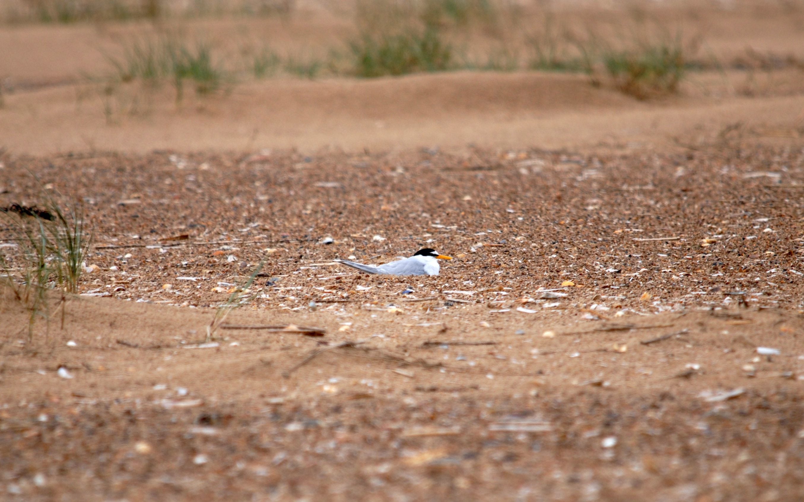 Little tern nesting cpt Amy Lewis
