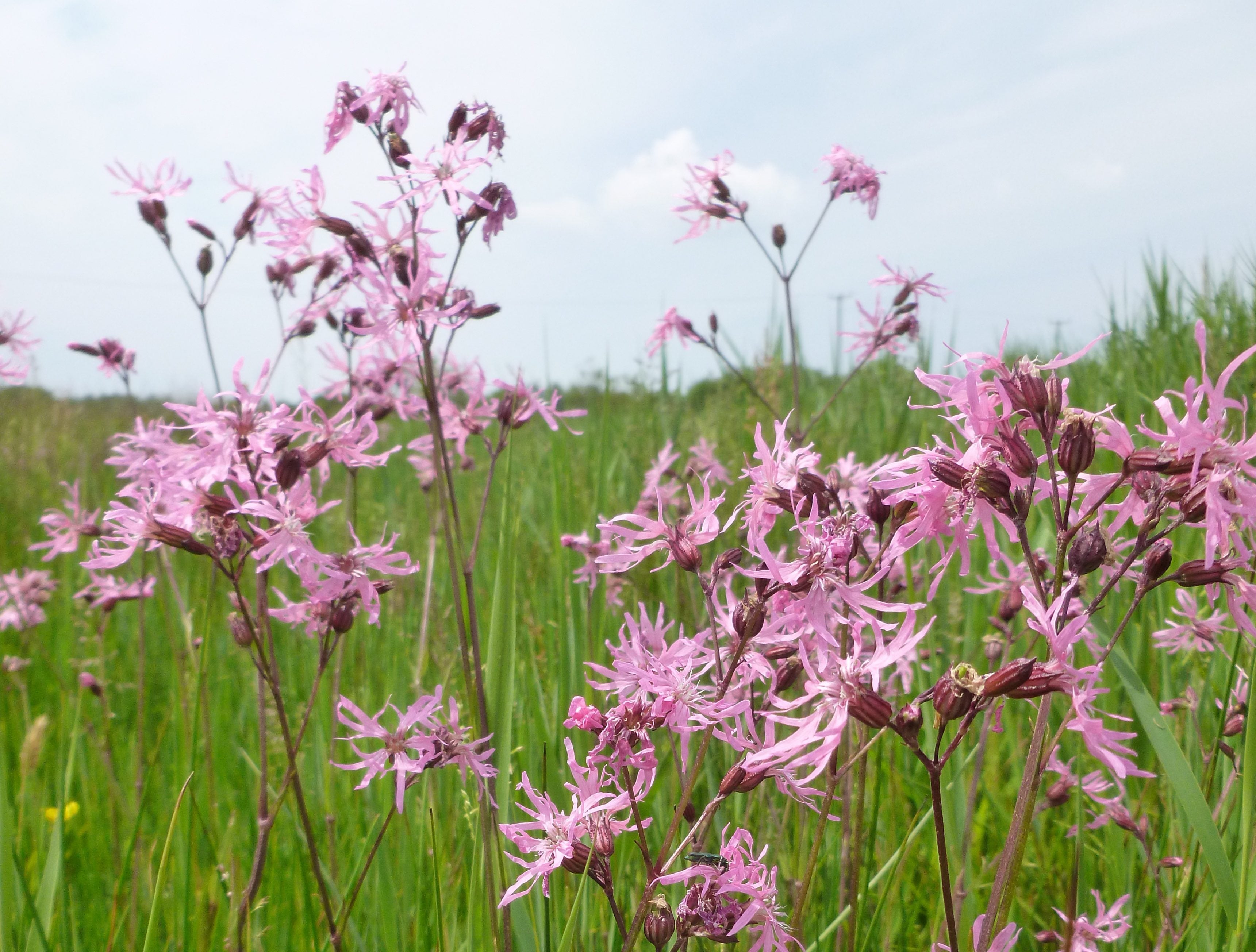 Lizzie Wilberforce Ragged Robin Ffrwd 19 06 13 2