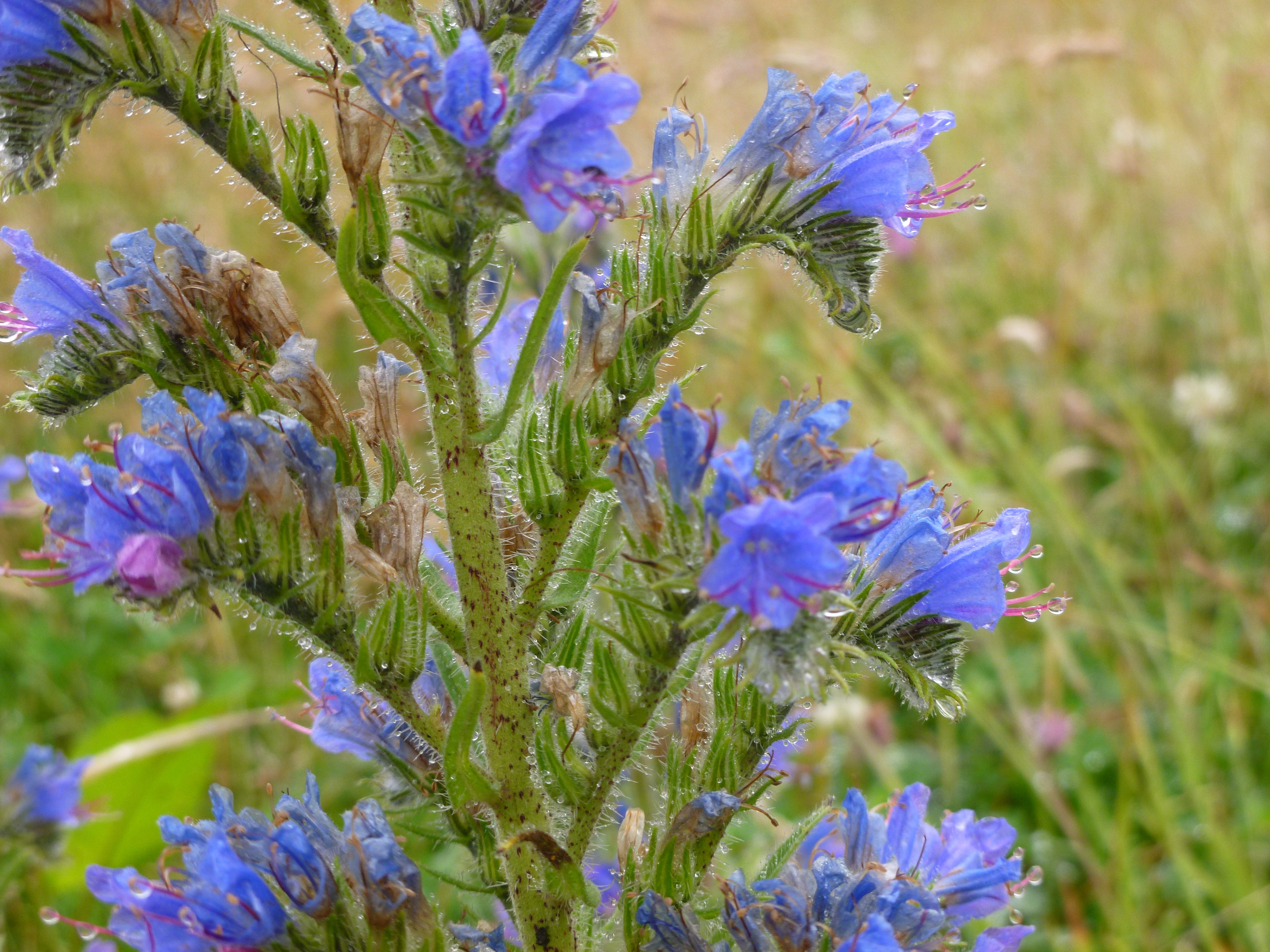 Lizzie Wilberforce Vipers Bugloss Neath July 2013 LW