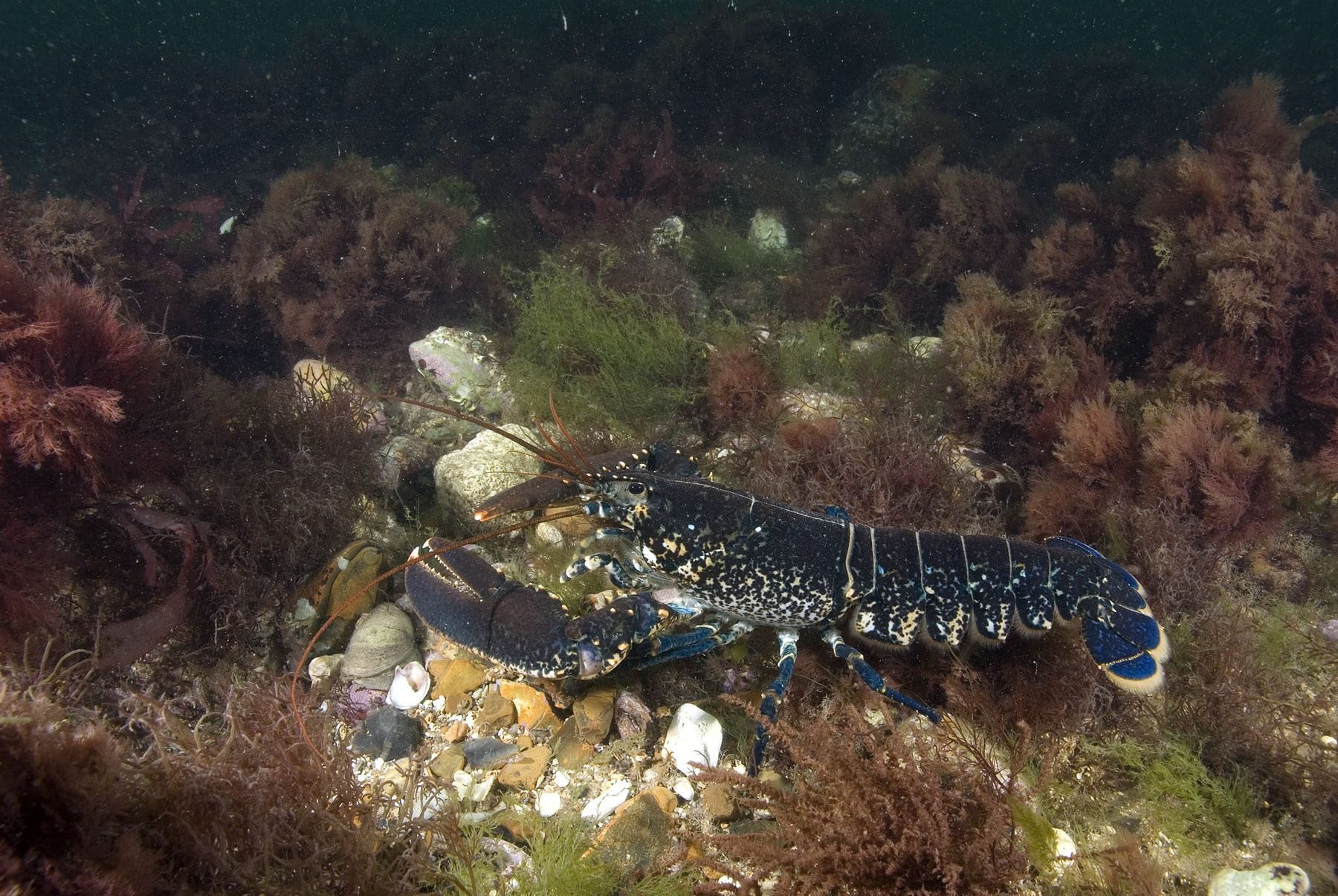 Lobster out and about Sheringham 2 RJ2 c Paul Naylor www.marinephoto.co .uk