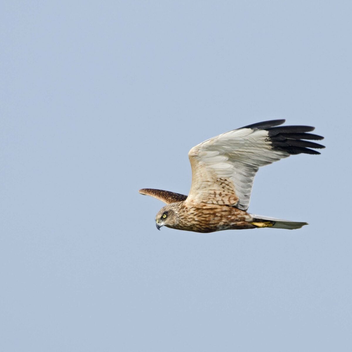 Marsh Harrier © David Tipling 2020VISION