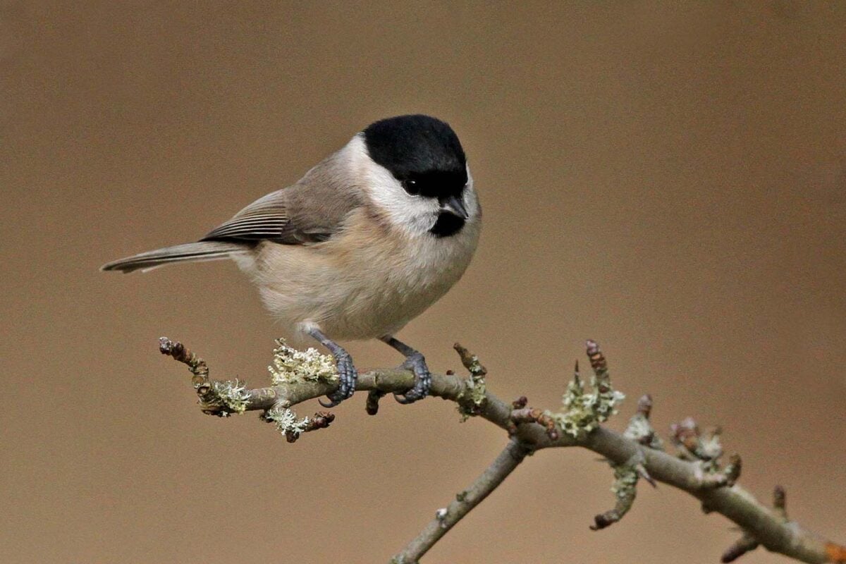 Marsh tit c Margaret Holland 0