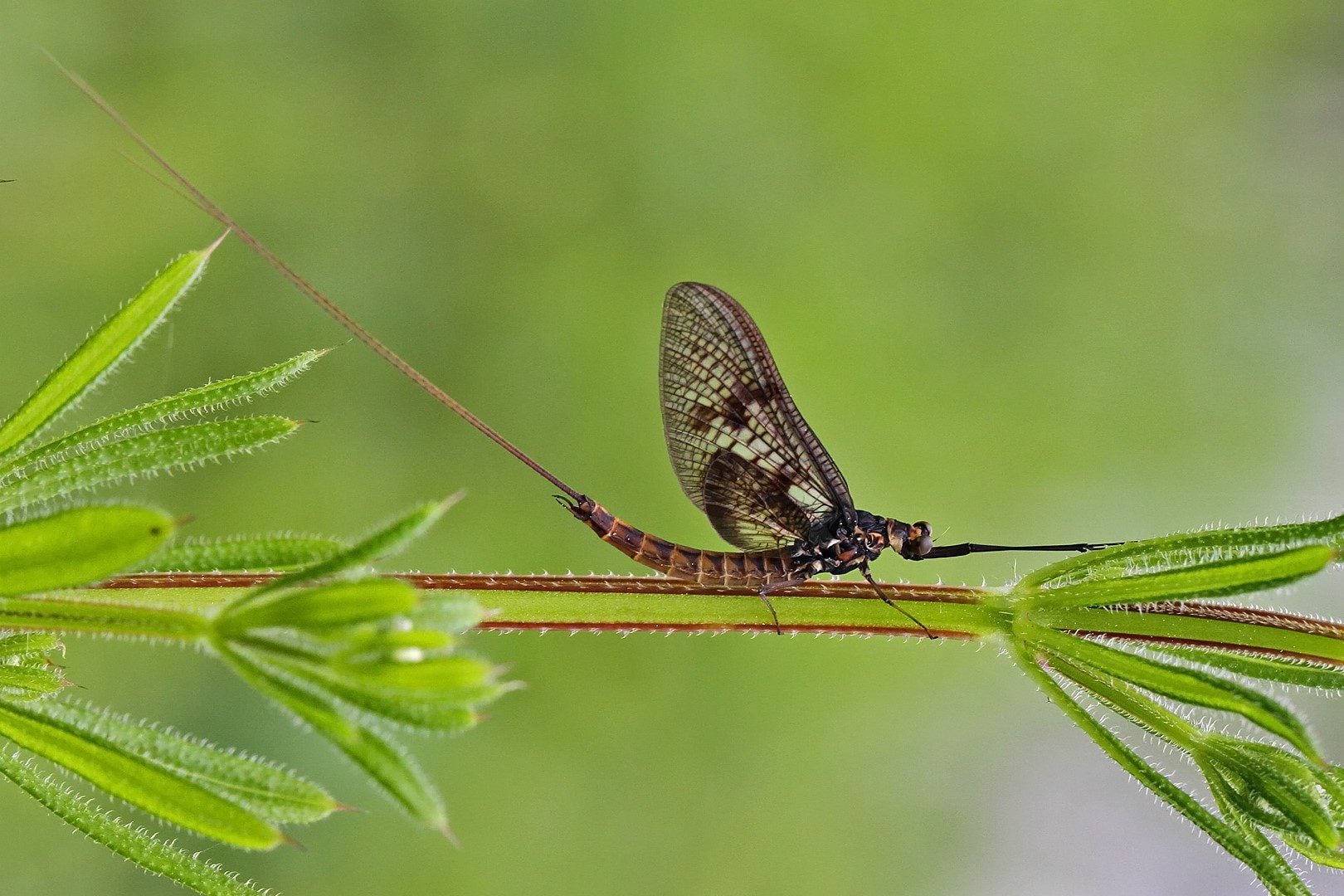 Mayfly c Margaret Holland