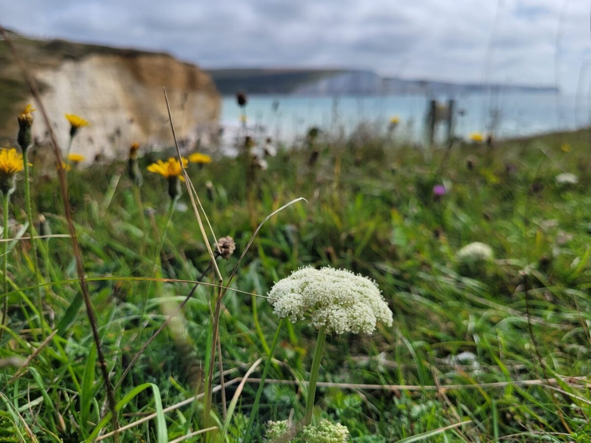 Moon Carrot at Seaford Head Alex Worsley
