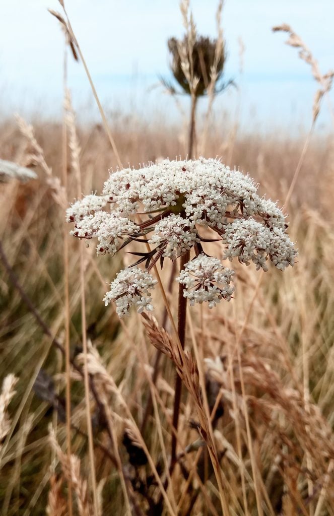 Moon carrot Seaford Head Mathew Frith