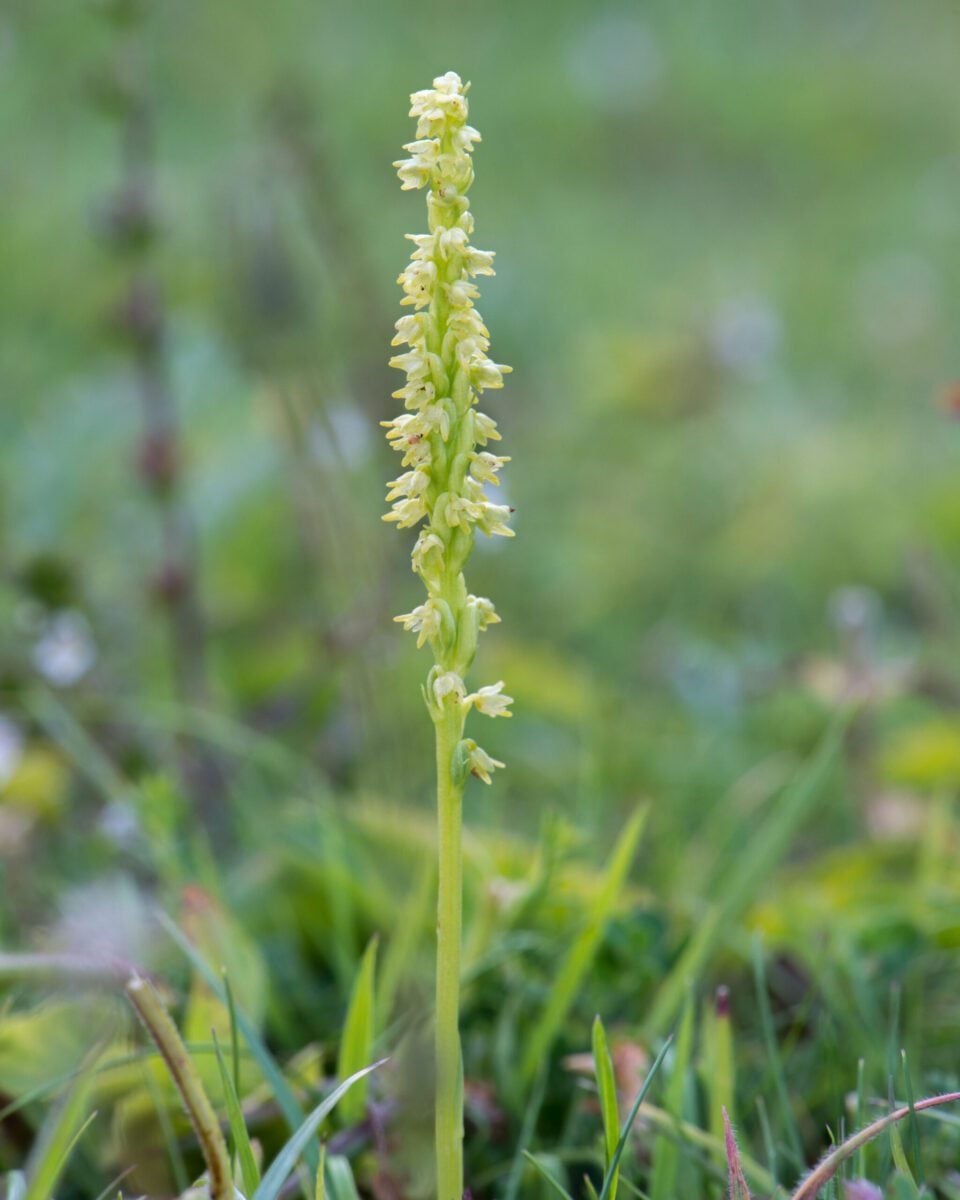 Musk Orchid Nigel Symington