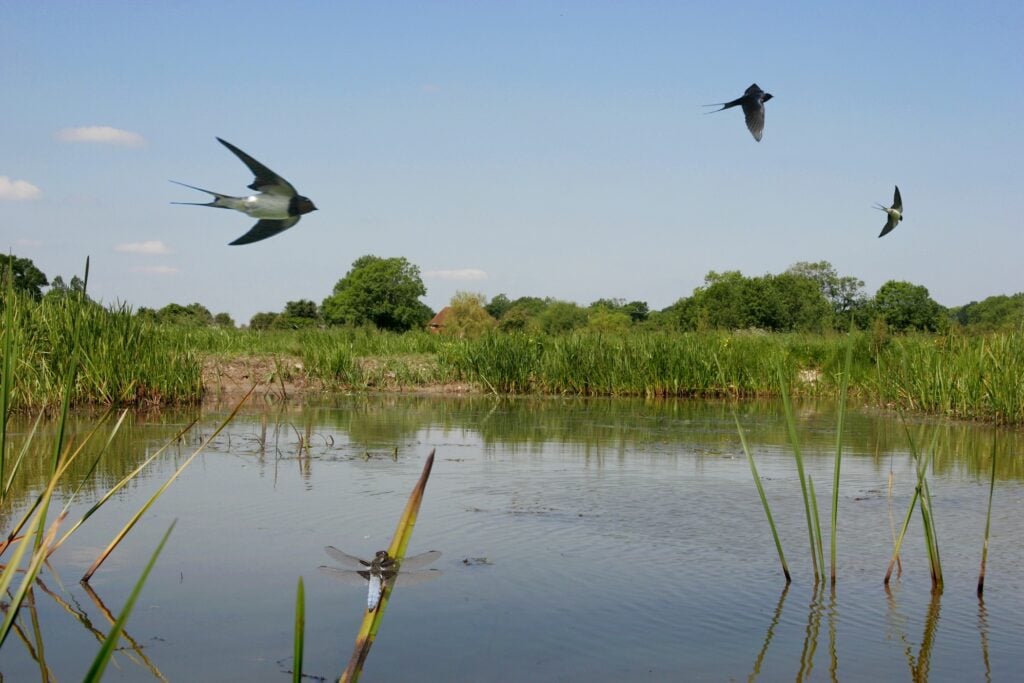 Swallows flying over a wetland