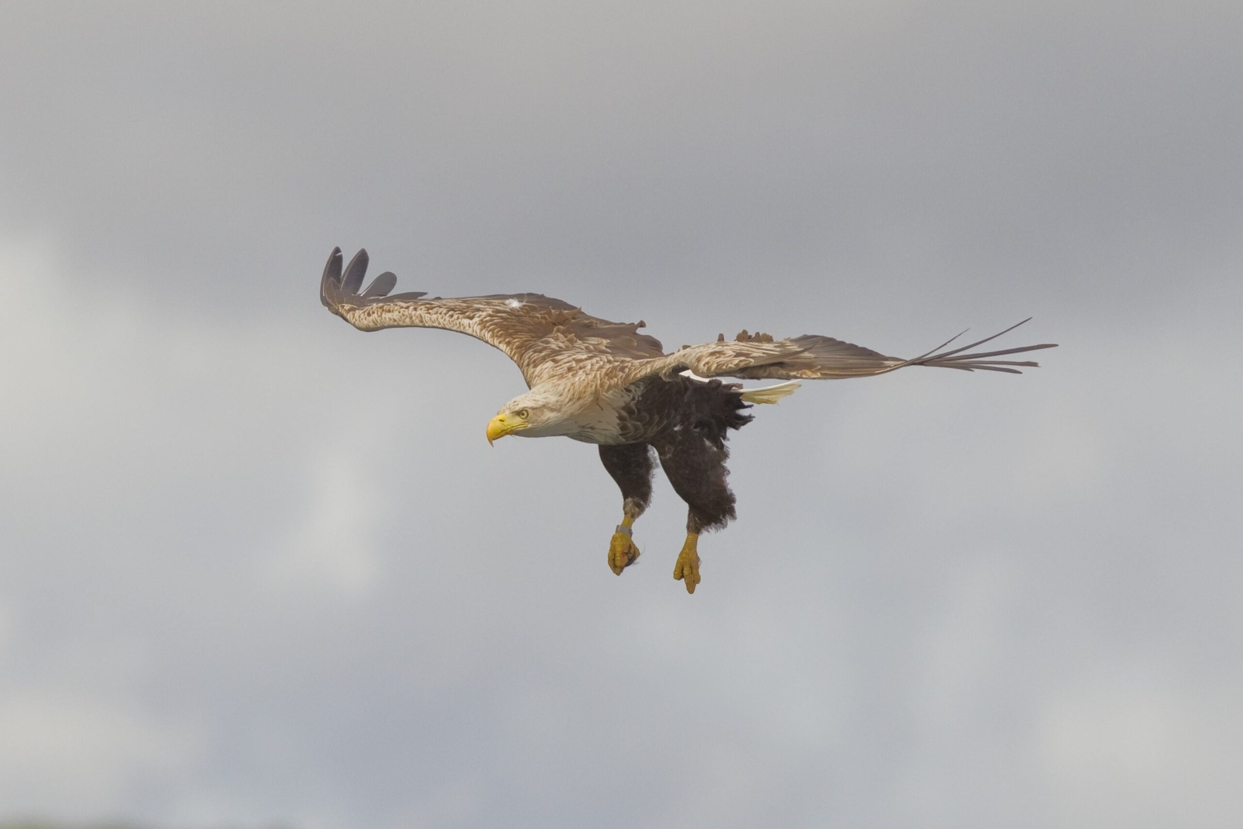 White-tailed Eagle © Peter Cairns/2020VISION