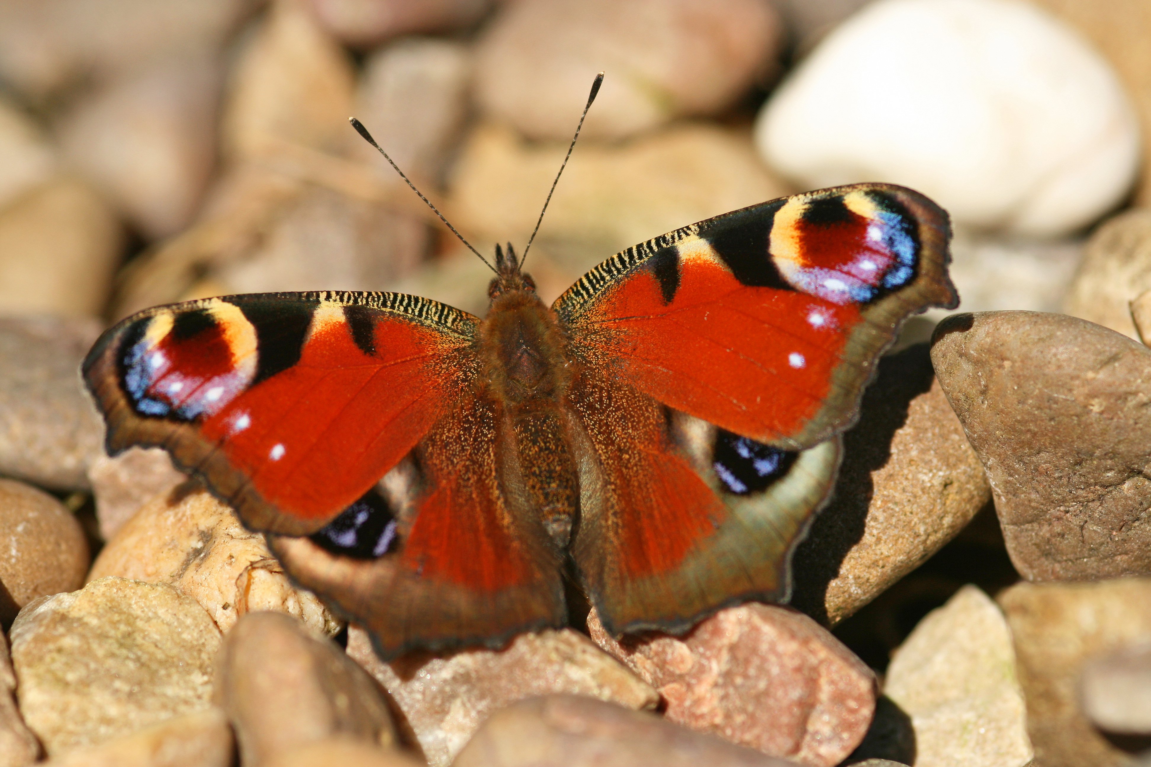 Peacock butterfly cpt Rachel Scopes