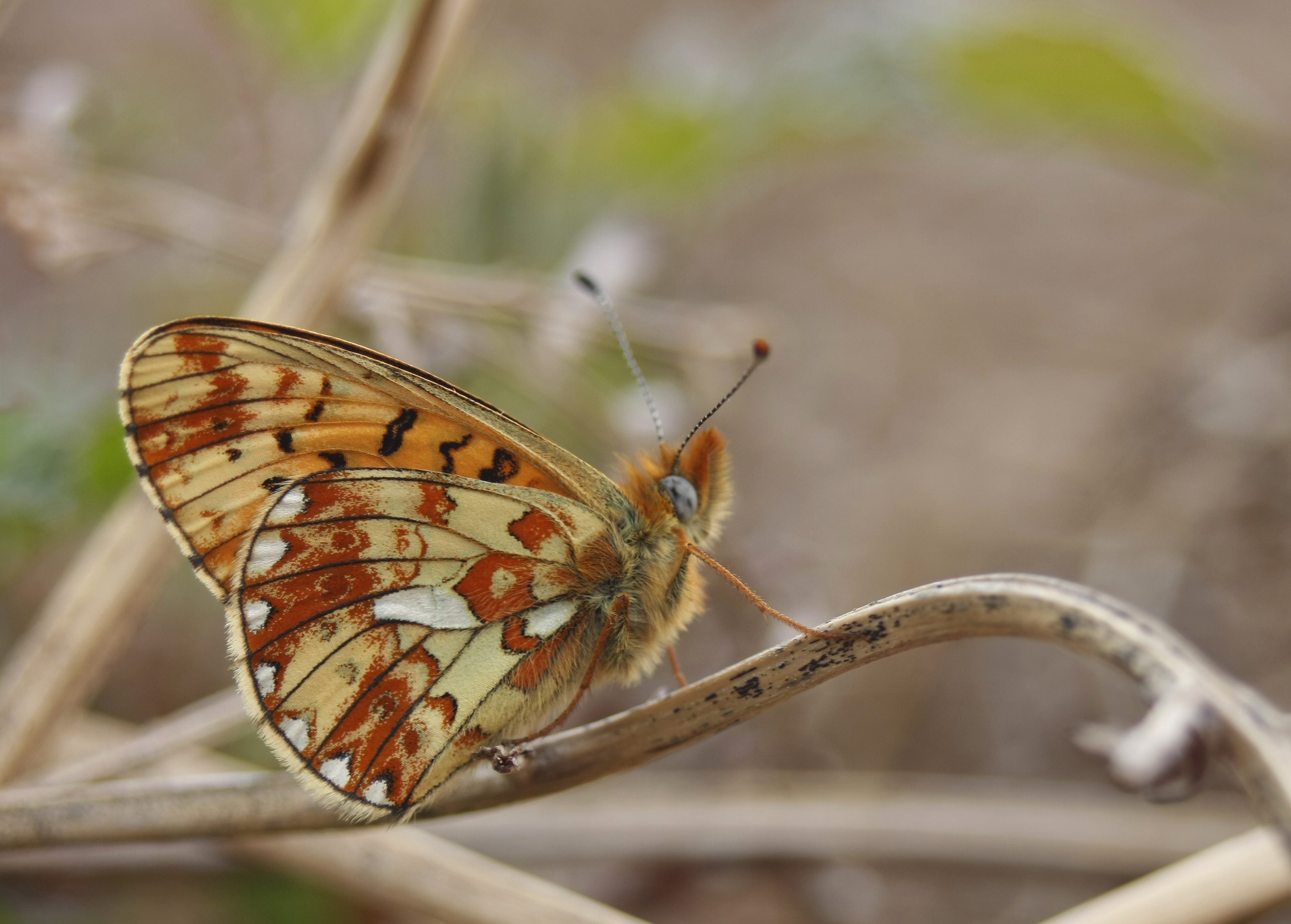 Pearl bordered Fritillary TAMASINE STRETTON