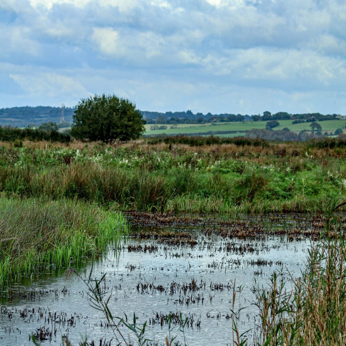 Pevensey Levels Project13 Kai Hilton