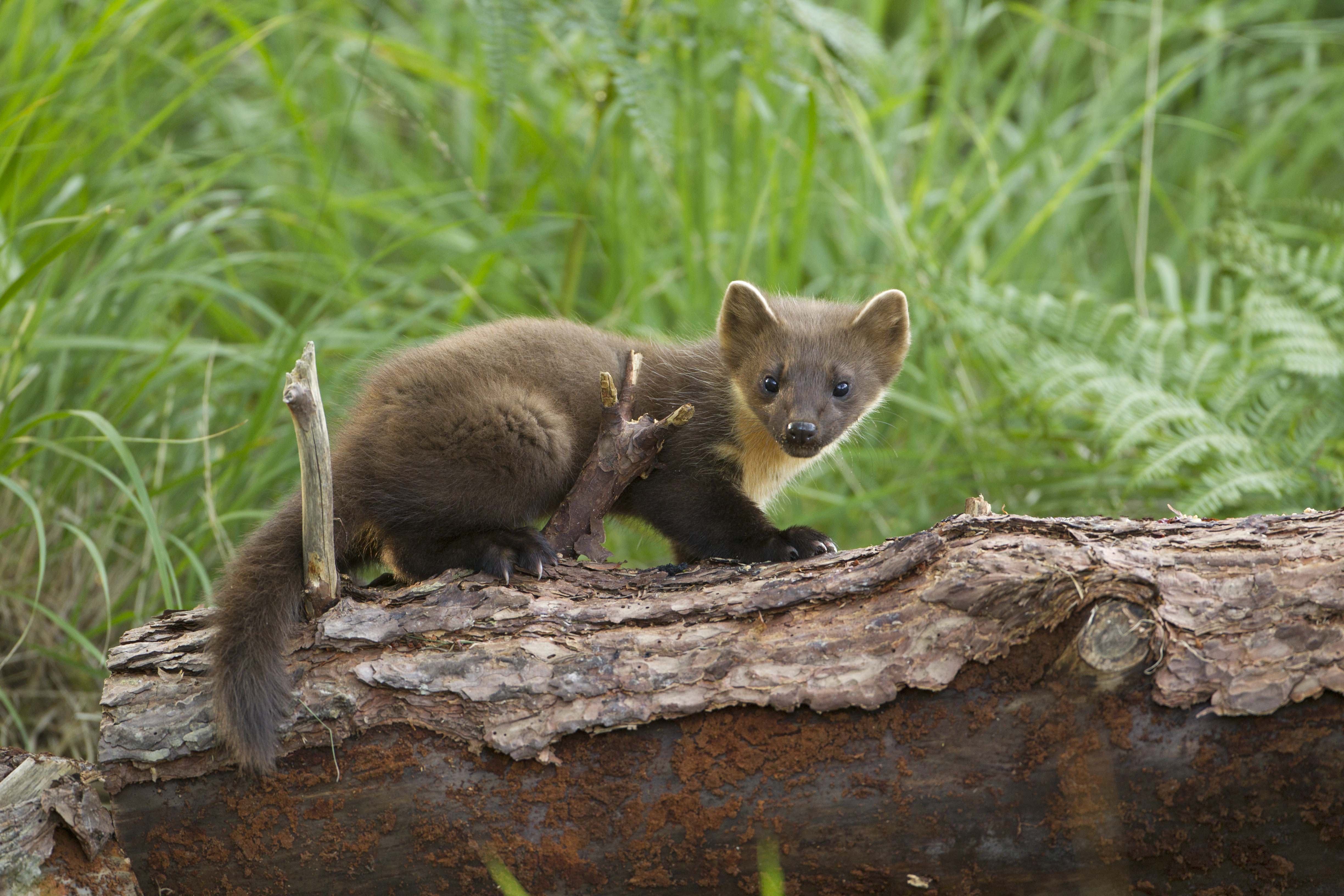 Pine Marten © Mark Hamblin 2020VISION