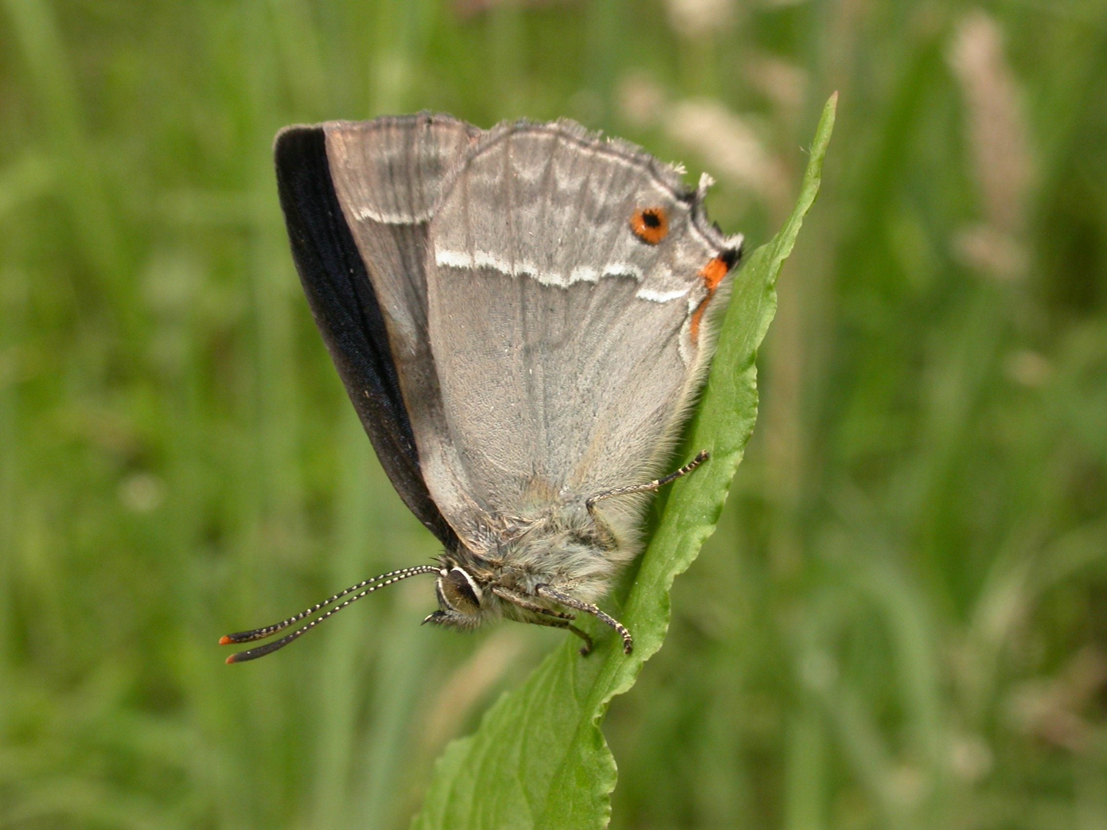 Purple Hairstreak Cambridgeshire cpt Philip Precey