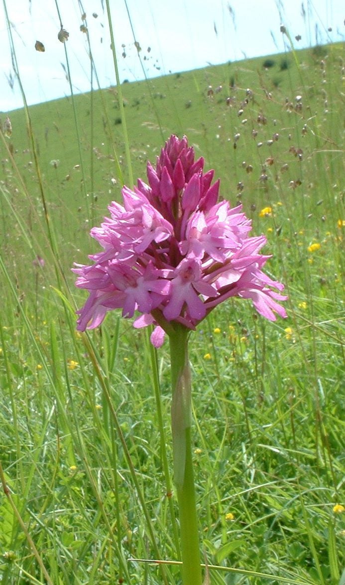 Pyramidal Orchid Neil Fletcher