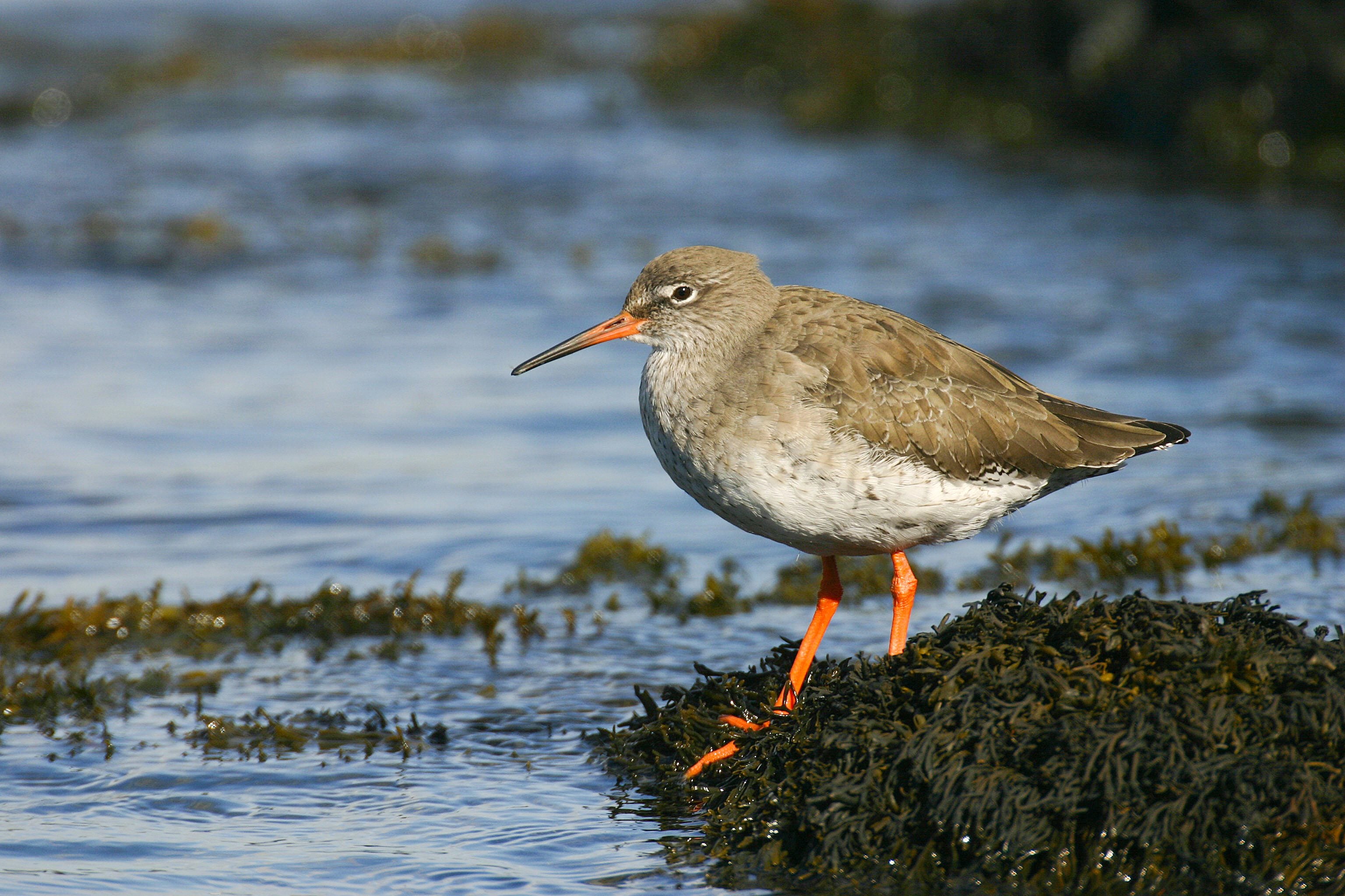 Redshank Tom Marshall