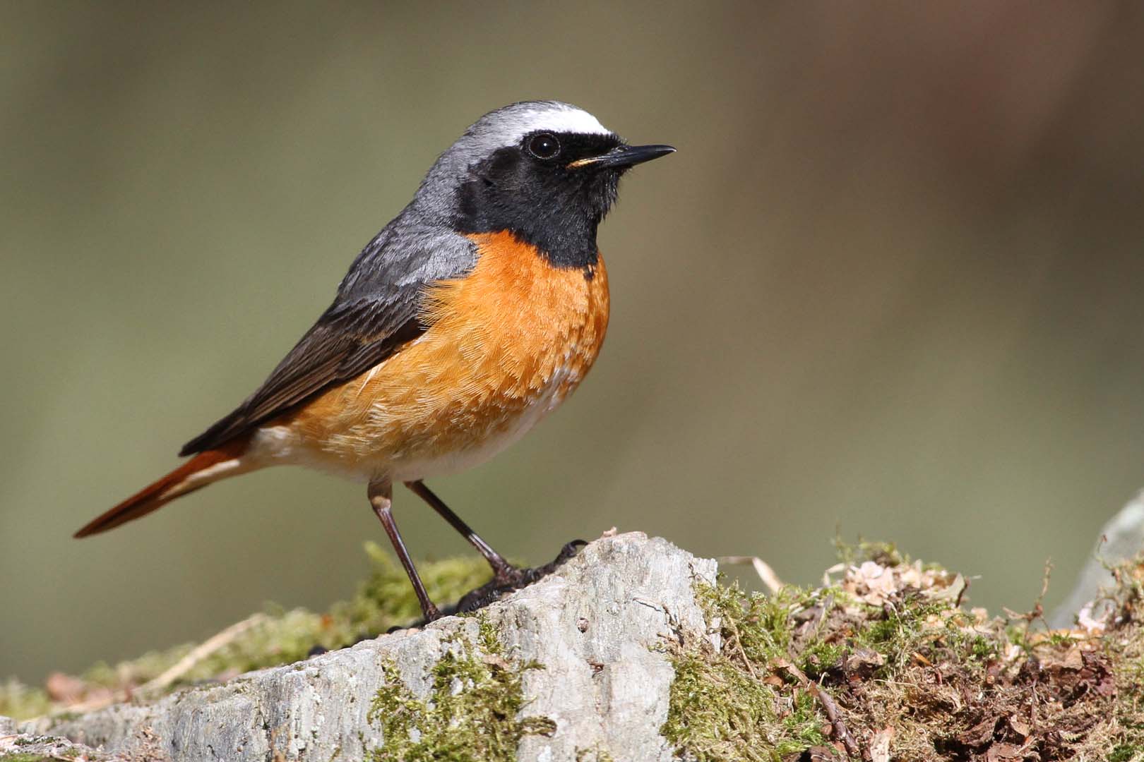 Redstart 2 c Margaret Holland