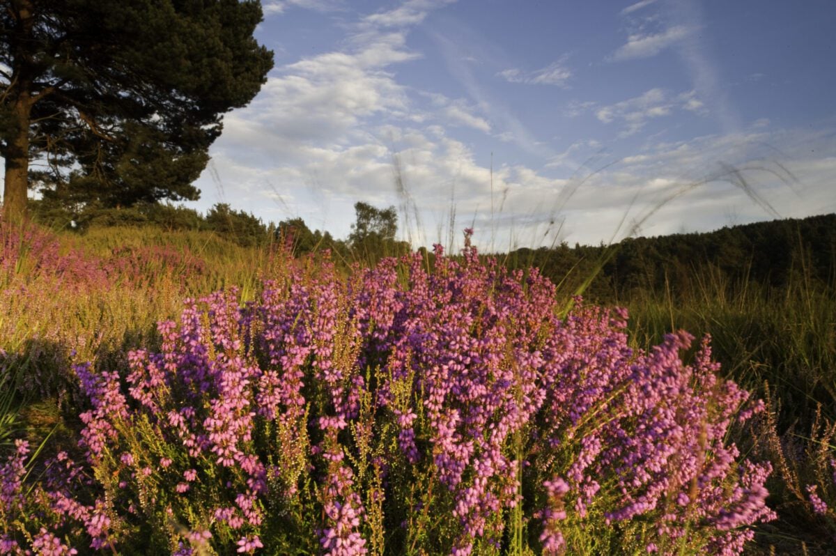Reserve Bell Heather Old Lodge