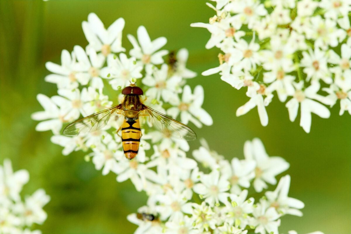 Reserve Deneway hoverflyjpg