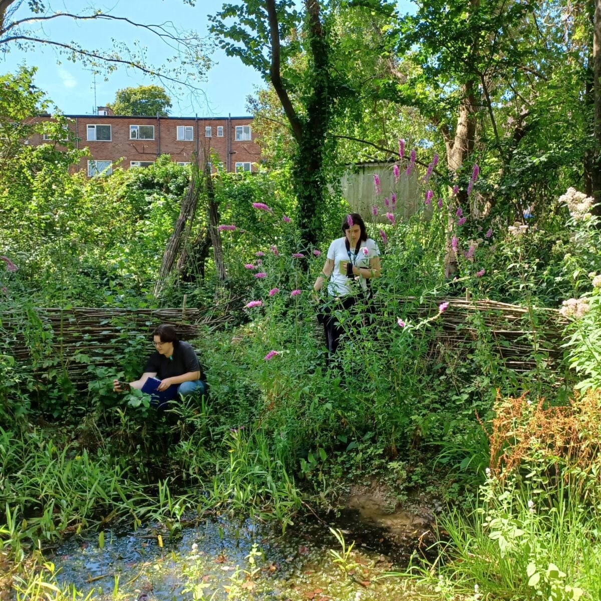 Reserve Deneway pond dipping