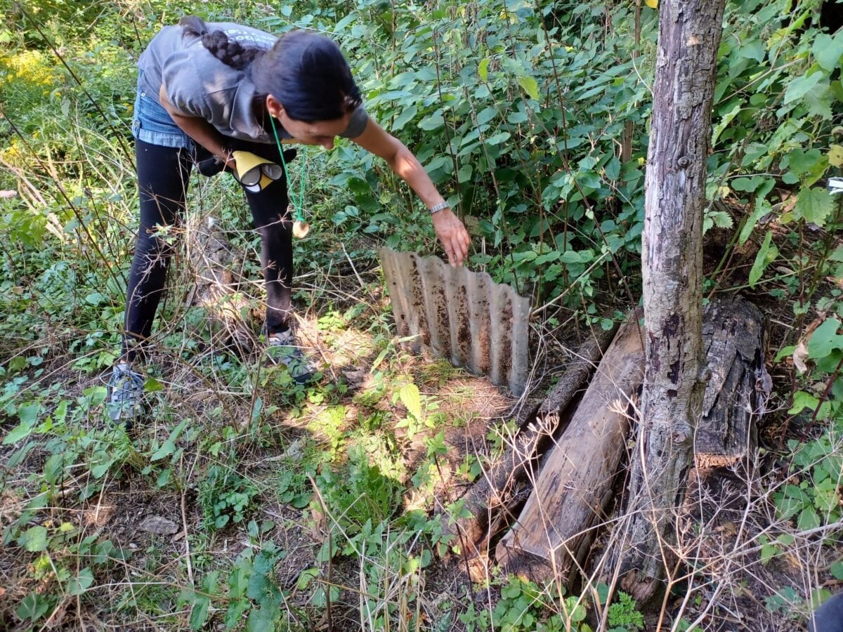 Reserve Deneway refugia check