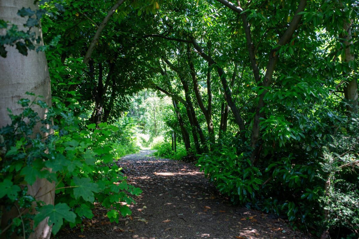 Reserve Deneway shady path