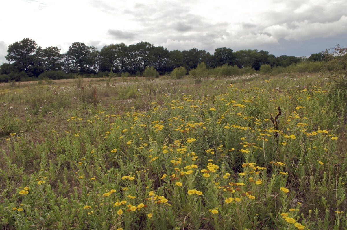 Reserve Ebernoe Wildland Butcherland flowers