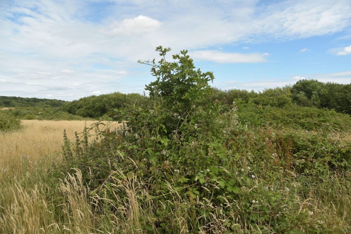 Nightingale-friendly scrub at Butcherlands, part of Ebernoe Wildlands Nature Reserve