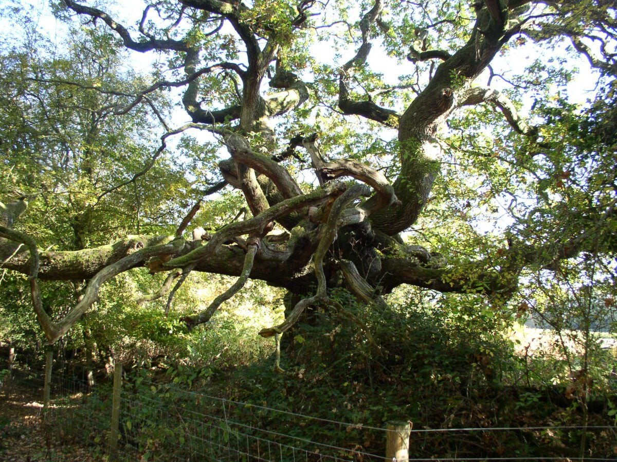 Reserve Ebernoe Wildland ancient tree