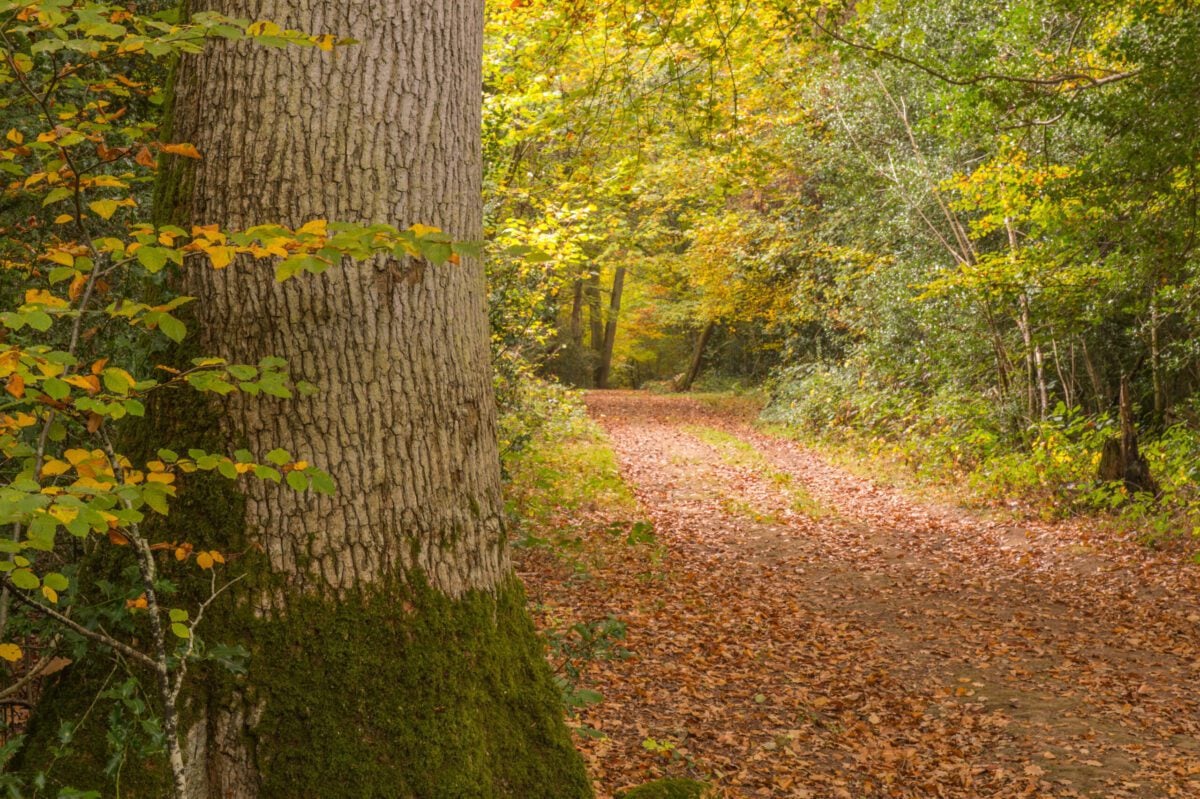Oak tree trunk and leaf covered footpath