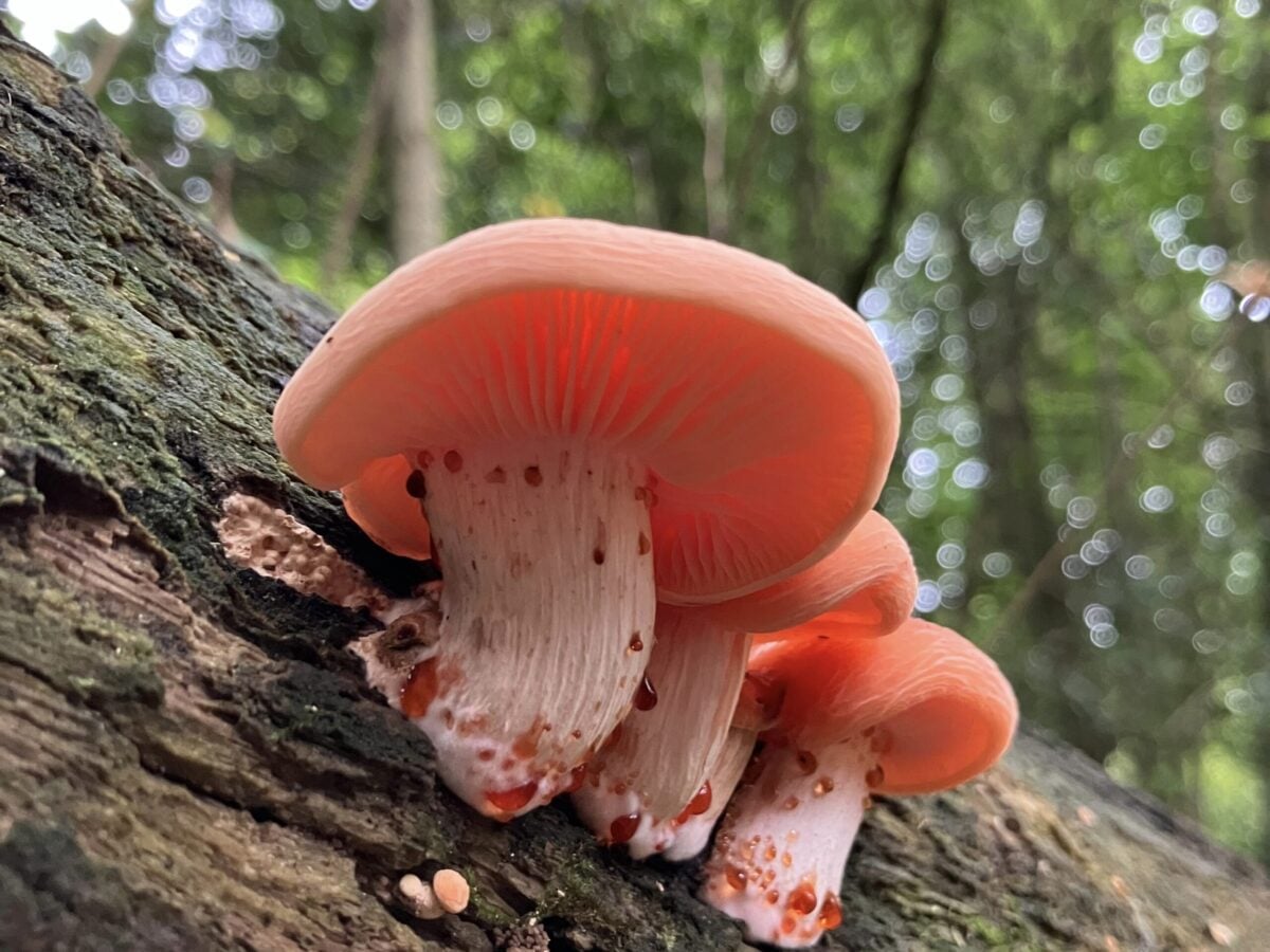 Reserve Ebernoe Wildland fungi Wrinkled Peach