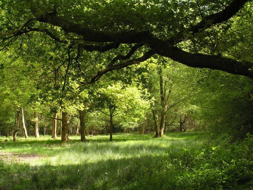 Glad in woodland in summer with dappled sunlight coming through green leaves